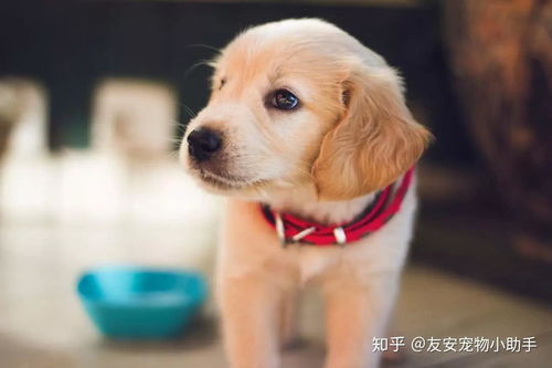 小狗患病主人無奈求助，互聯(lián)網數(shù)據(jù)服務點亮希望之光